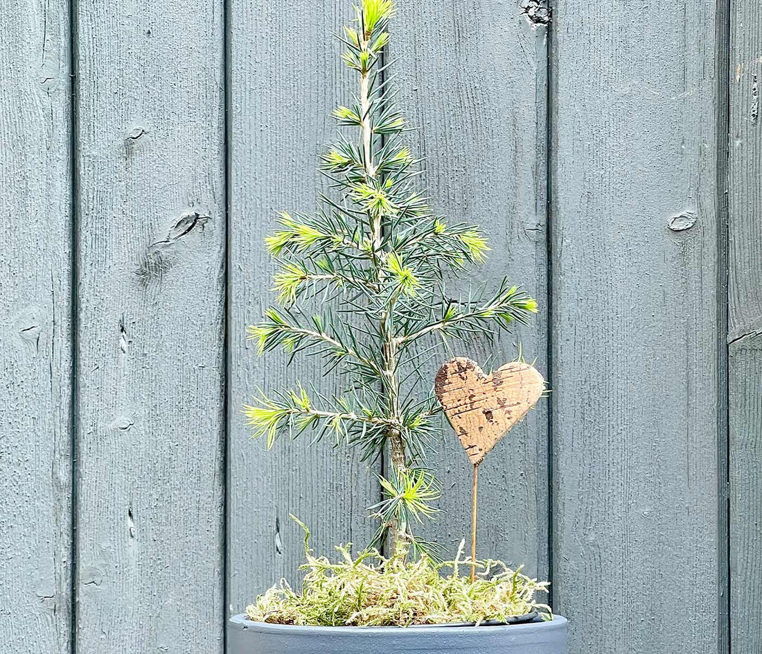 Découvrez l'héritage familial qui perdure avec Cèdrus, notre pousse de cèdre