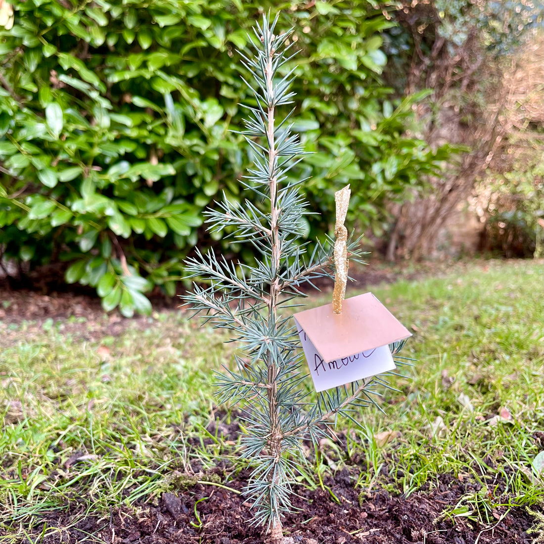 L'arbre à voeux ✨