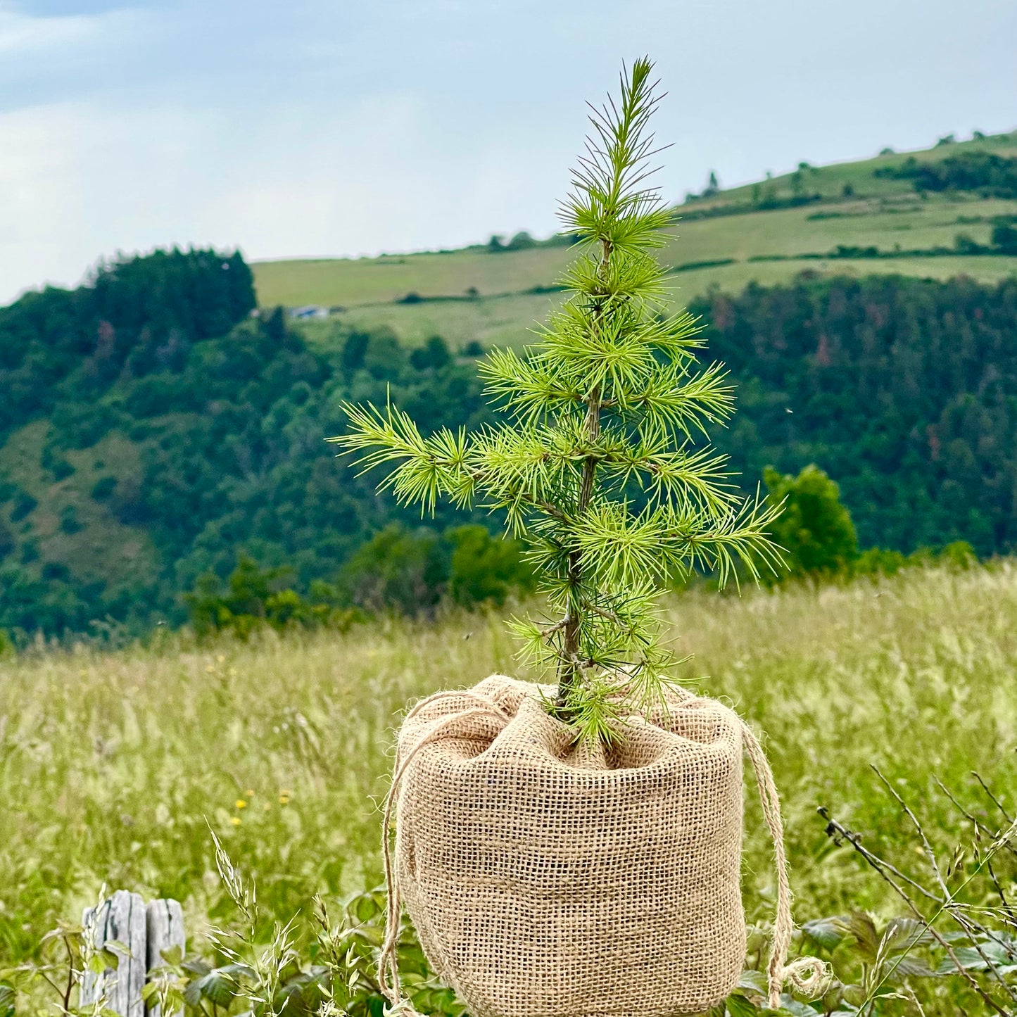 Cèdre de l'Atlas en pot  personnalisable - cadeau symbolique et éco-responsable pour les moments importants